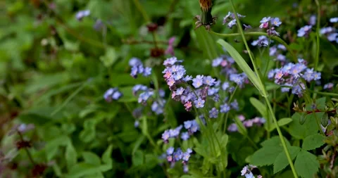 Forget-me-not flowers close-up in the grass Stock Footage 241917160