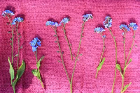 Forget me not flowers composition Stock Photos