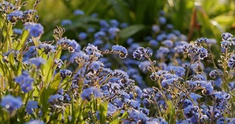 Forget-me-not flowers in the evening sun Stock Footage 129496076