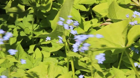 Forget me not flowers Stock Footage 65965897