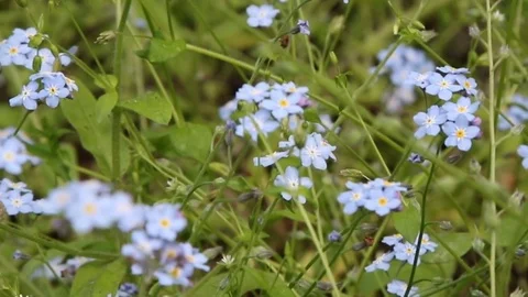 Forget-me-not flowers Stock Footage