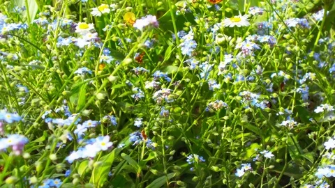 Forget-me-not flowers Stock Footage 75650097
