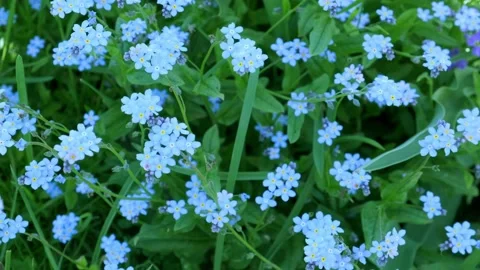 Forget Me Not Flowers Stock Footage 193595408