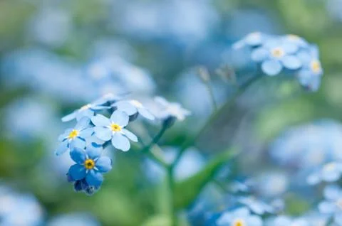 Forget-me-not flowers 스톡 사진