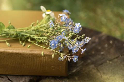 Forget-me-not flowers on rustic wooden table with brown book in sunlight Stock Photos