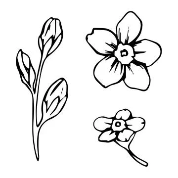 Forget me not flowers. Set of vector botanical line art. Hand drawn line leaves Stock Illustration