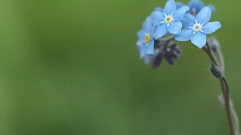 Forget me not flowers. Super soft macro shot. Stock Footage 131487568