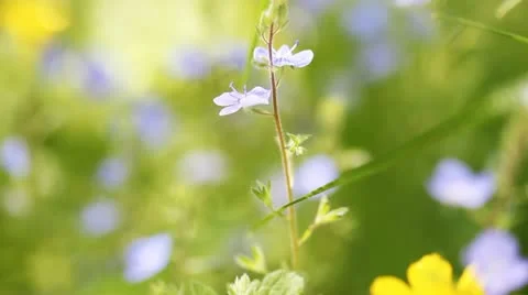 Forget-me-not Stock Footage 12449213