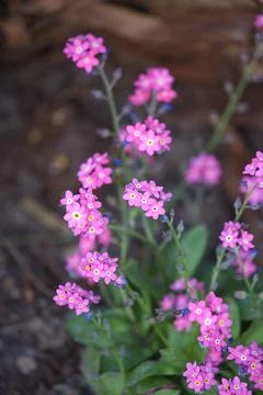 Forget-me-not forest silva pink close-up Stock Photos