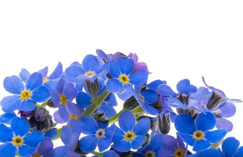 Forget-me-not isolated Stock Photos