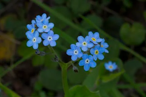 Forget me not macro Stock Photos