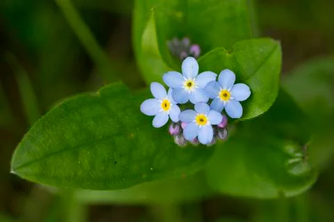 Forget me not macro Stock Photos