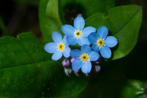 Forget me not macro Stock Photos