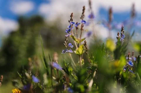 Forget-me-not (myosotis sylvatica) flowers. first bright blue blooming little Stock Photos