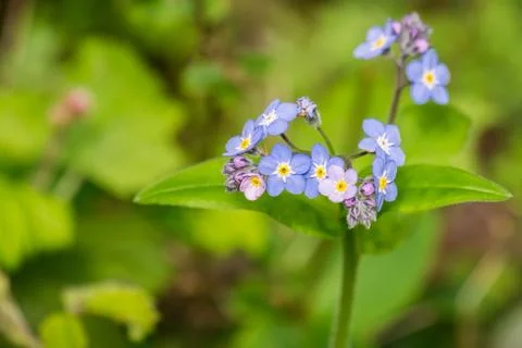 Forget-me-not (Myosotis sylvatica) wildlflowers blooming in the forests of .. Stock Photos