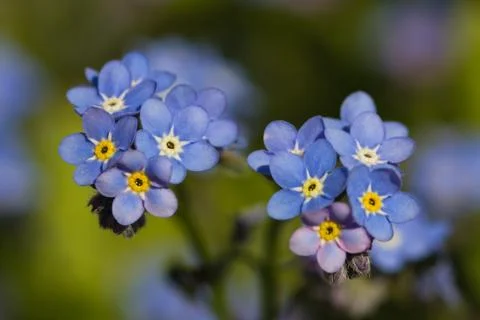 Forget me not Stock Photos