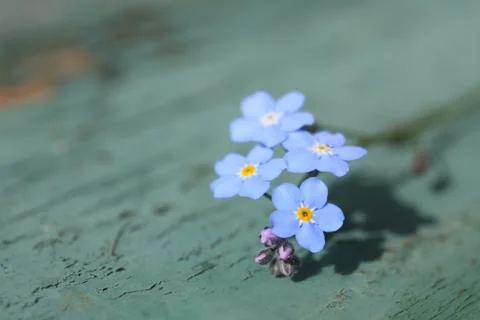 Forget me not Stock Photos