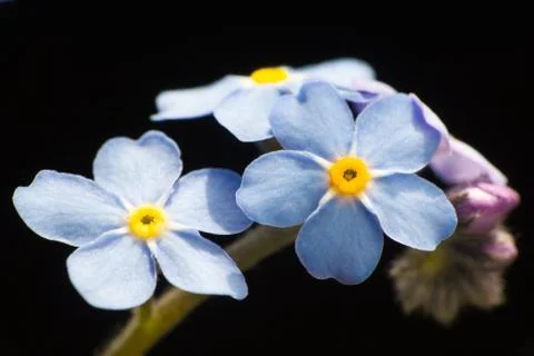 Forget me not Stock Photos