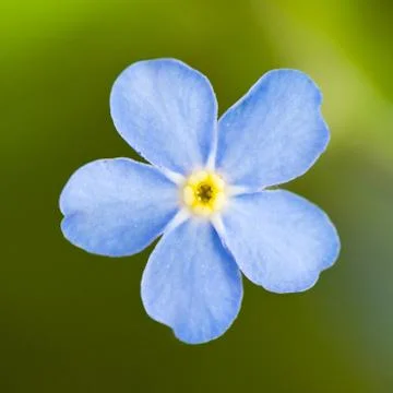 Forget me not Fotos Stock