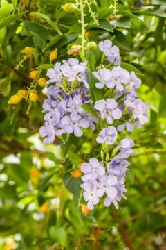 Forget-me-not Foto stock