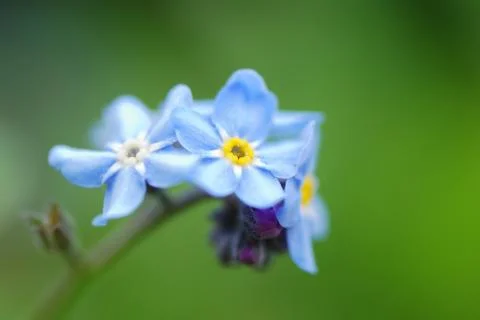 Forget me not Stock Photos