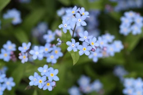Forget-me-not Stock Photos