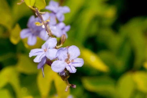 Forget me Not Stock Photos