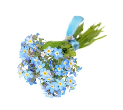 Forget-me-not Stock-Fotos