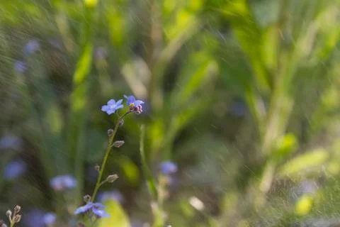 Forget-me-not Stock Photos