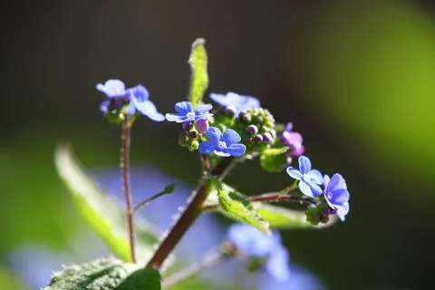 Forget me not Stock Photos