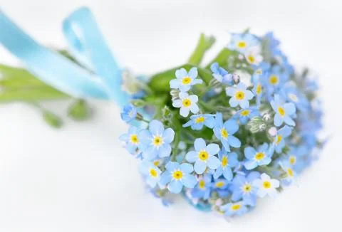 Forget-me-not Stock Photos