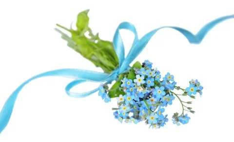 Forget-me-not Stock Photos