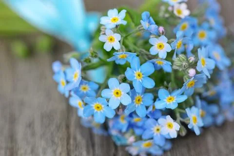 Forget-me-not Stock Photos