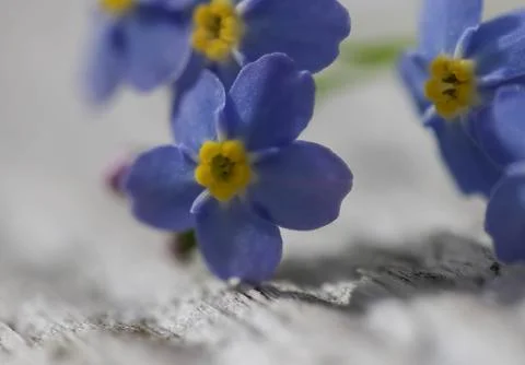 Forget me not. Stock Photos