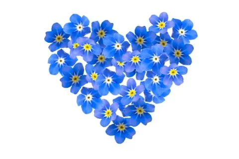 Forget Me Not Stock Photos