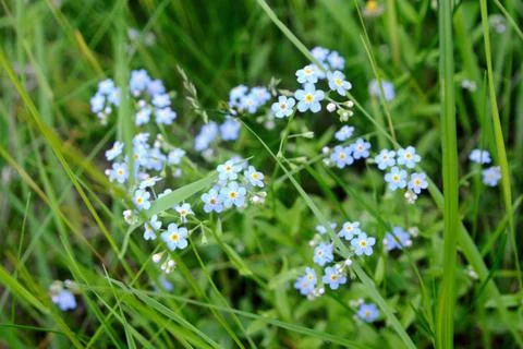 Forget me not Foto stock