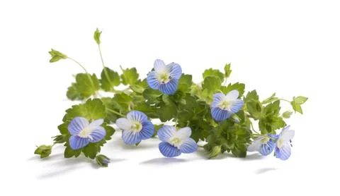 Forget me not Stock Photos