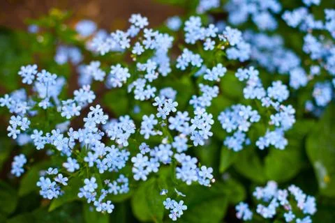 Forget-me-not 스톡 사진