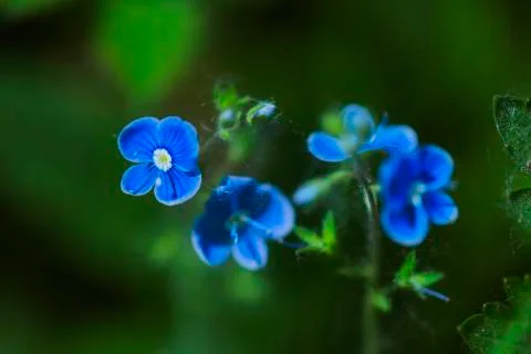 Forget me not 스톡 사진