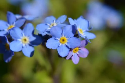 Forget Me Not Stock Photos