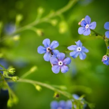Forget-Me-Not Stock Photos