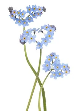 Forget me not Stock Photos