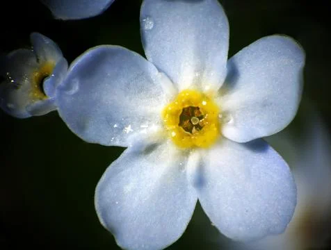 Forget-me-not Stock Photos
