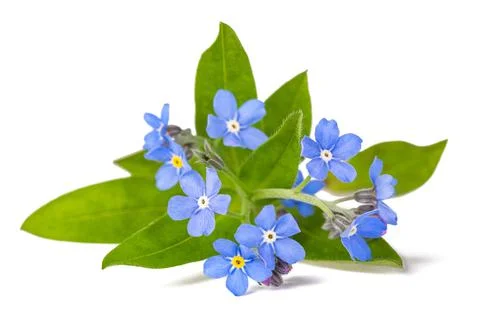 Forget me not Stock Photos
