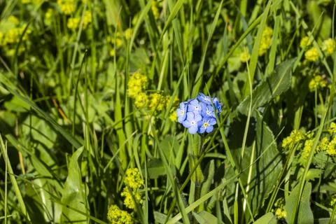 Forget me not 写真素材