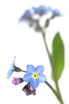 Forget-me-not Stock Photos