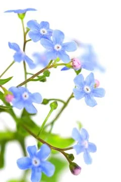 Forget-me-not Stock Photos