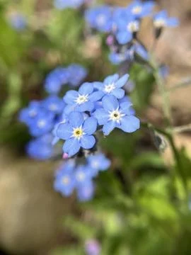 Forget-Me-Not Stock Photos