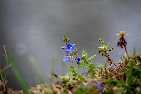 Forget-me-not 写真素材