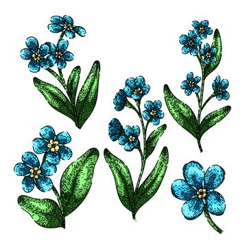 Forget me not set sketch hand drawn vector Stock Illustration